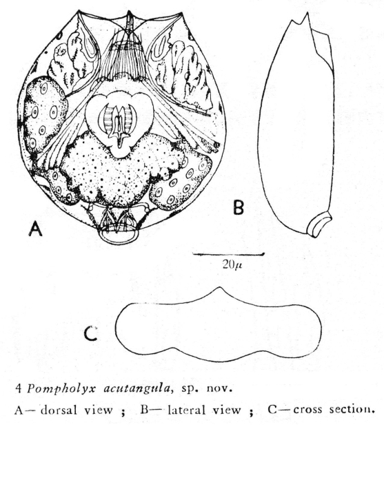 Pompholyx acutangula - Original description image