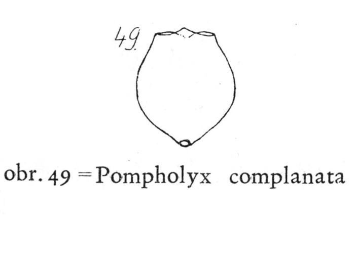 Pompholyx complanata Pompholyx complanata