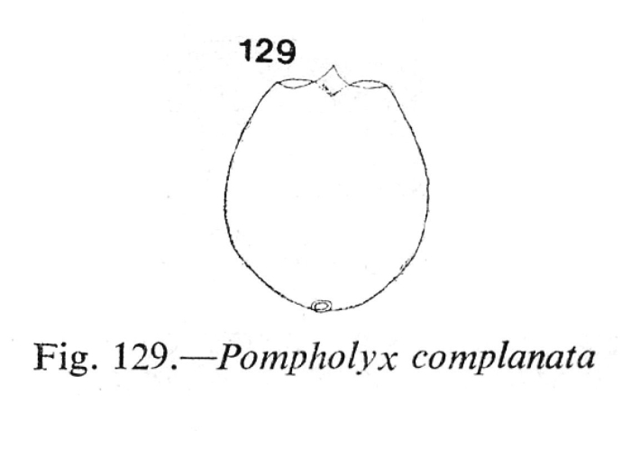 Pompholyx complanata Pompholyx complanata