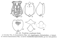 Pompholyx complanata