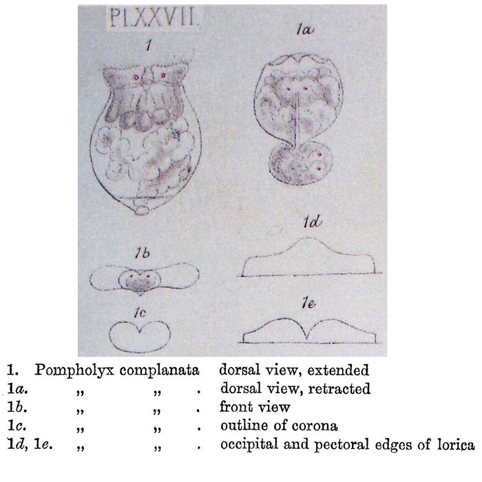 Pompholyx complanata Pompholyx complanata