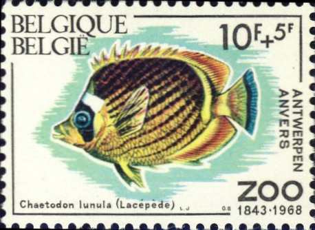 Chaetodon lunula