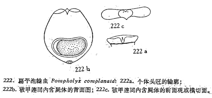 Pompholyx complanata Pompholyx complanata