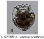 Pompholyx complanata