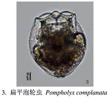 Pompholyx complanata
