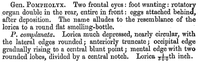 Pompholyx complanata - Original description image