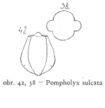 Pompholyx sulcata