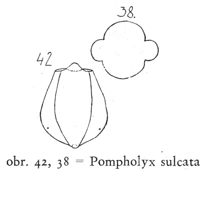 Pompholyx sulcata Pompholyx sulcata