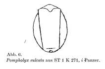 Pompholyx sulcata