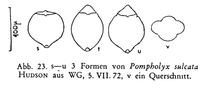Pompholyx sulcata Pompholyx sulcata