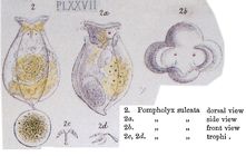 Pompholyx sulcata
