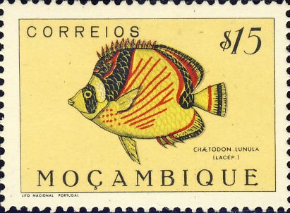 Chaetodon lunula Chaetodon lunula