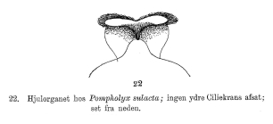 Pompholyx sulcata