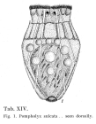 Pompholyx sulcata