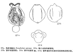 Pompholyx sulcata