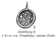 Pompholyx sulcata