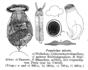 Pompholyx sulcata