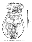 Pompholyx sulcata