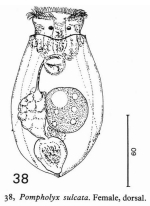 Pompholyx sulcata