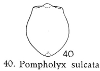 Pompholyx sulcata
