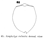 Pompholyx sulcata
