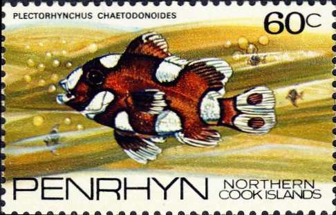 Plectorhinchus chaetodonoides (juv.) Plectorhinchus chaetodonoides (juv.)