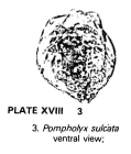 Pompholyx sulcata