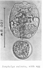 Pompholyx sulcata