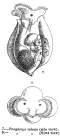 Pompholyx sulcata