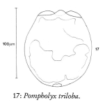 Pompholyx triloba