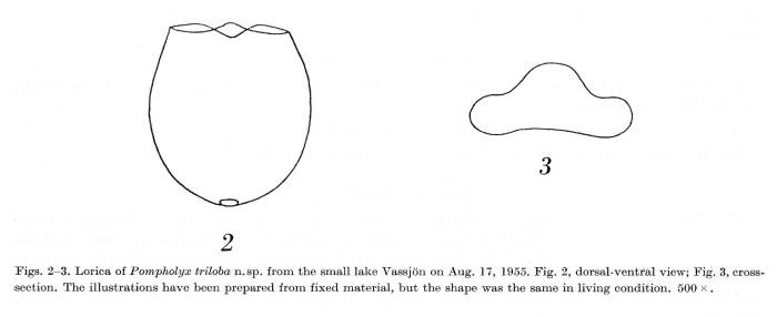 Pompholyx triloba - Original description image