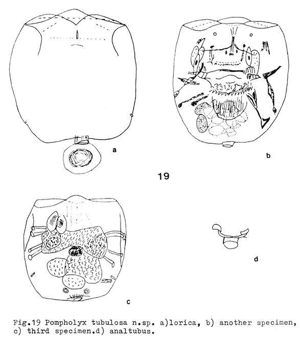 Pompholyx tubulosa - Original description image