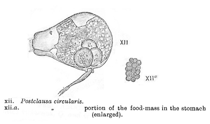 Postclausa circularis - Original description image