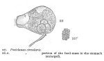Postclausa circularis