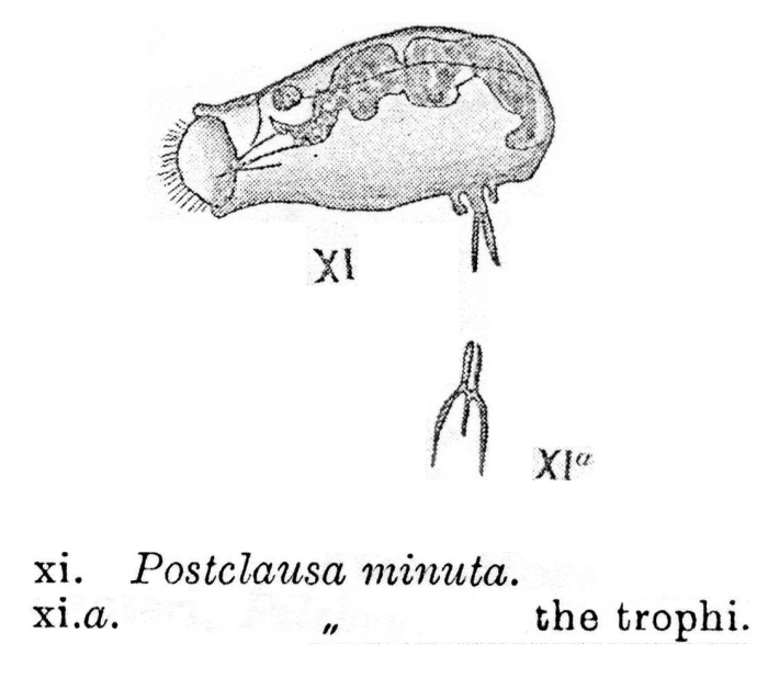 Postclausa minuta - Original description image