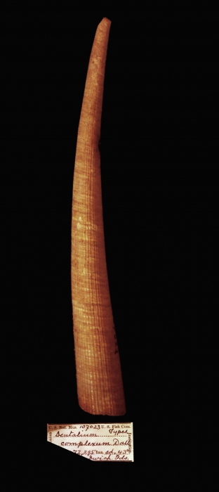 Fissidentalium complexum Fissidentalium complexum