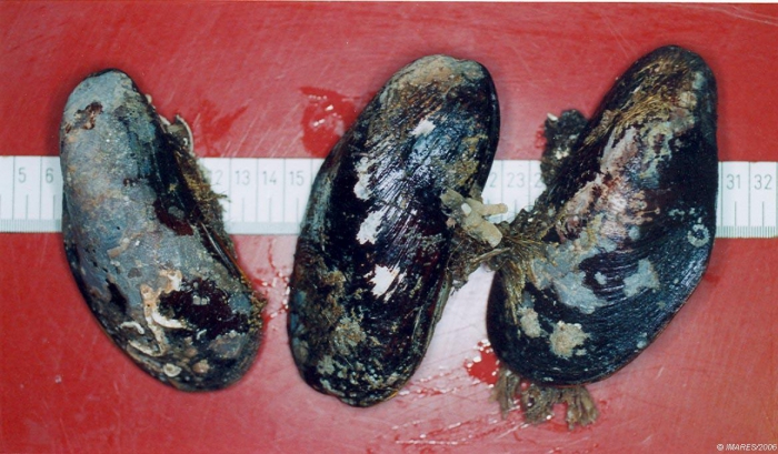 Modiolus modiolus (Linnaeus, 1758) Modiolus modiolus (Linnaeus, 1758)