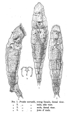 Pourriotia werneckii
