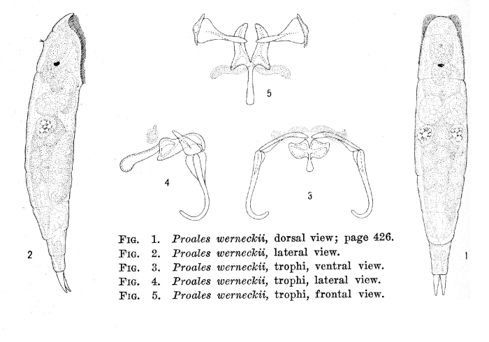 Pourriotia werneckii