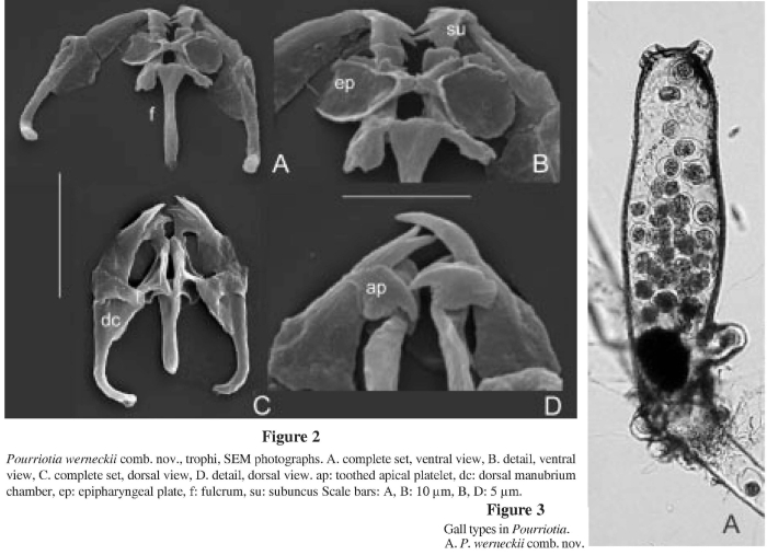 Pourriotia werneckii