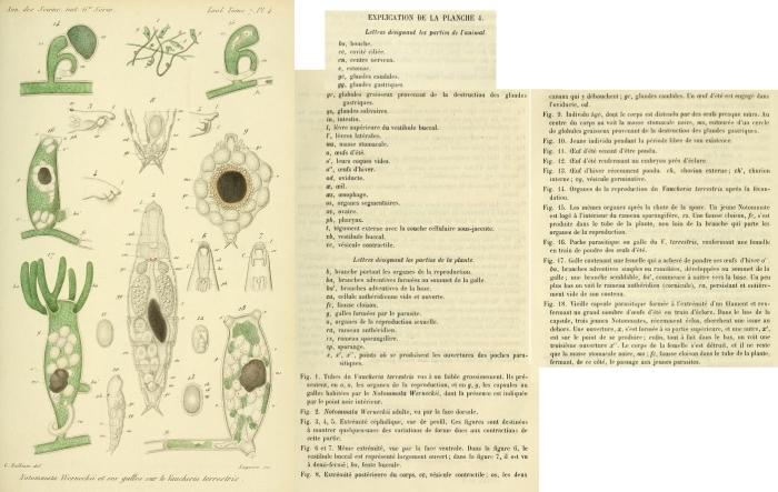 Pourriotia werneckii