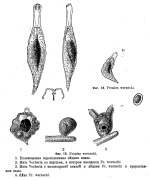 Pourriotia werneckii