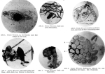 Pourriotia werneckii