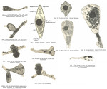 Pourriotia werneckii