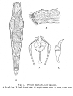 Proales adenodis - Original description image