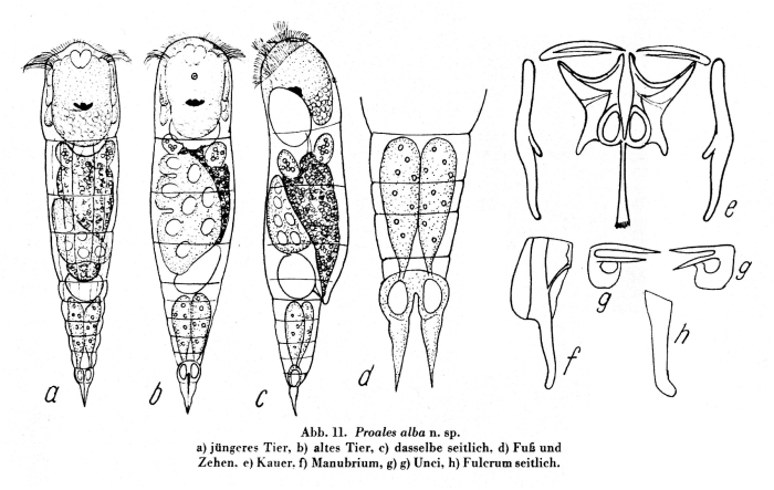 Proales alba - Original description image
