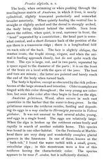 Proales algicola - Original description image