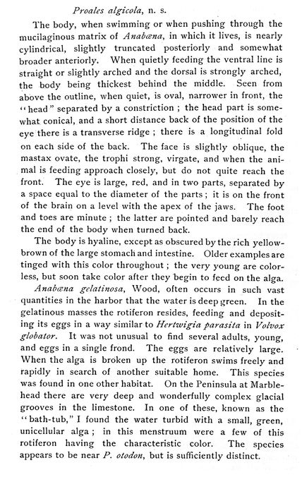 Proales algicola - Original description image