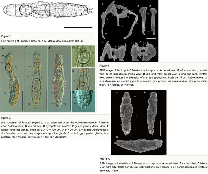 Proales amplus - Original description image
