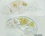 Proales ardechensis